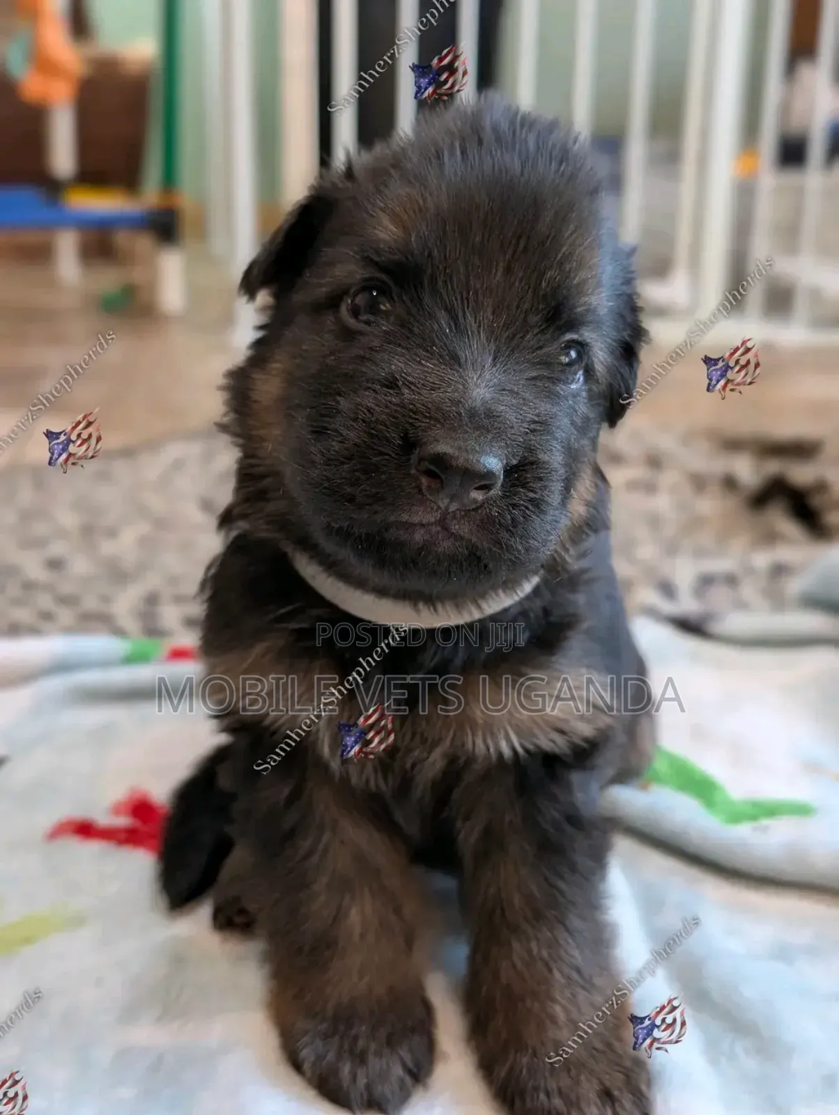 0-1 month Male Purebred German Shepherd