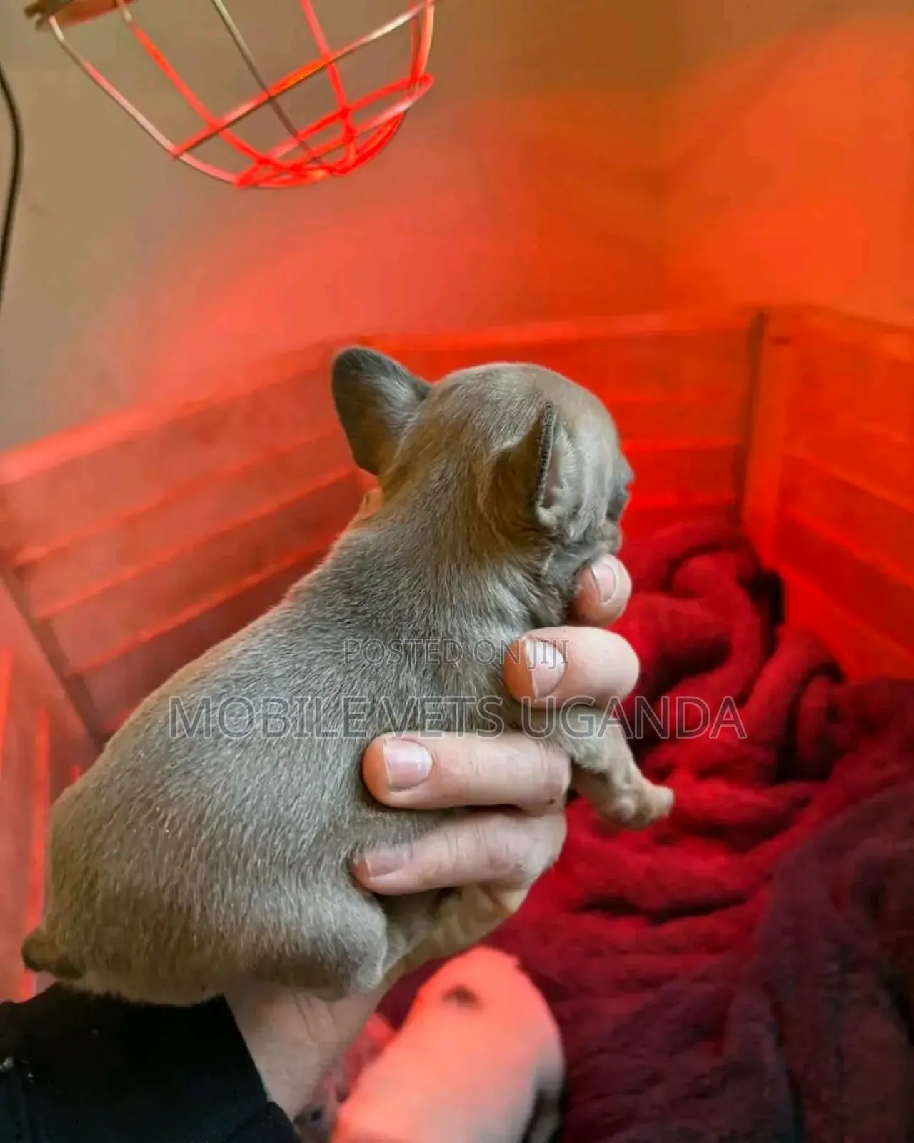 0-1 month Male Purebred Boston Terrier