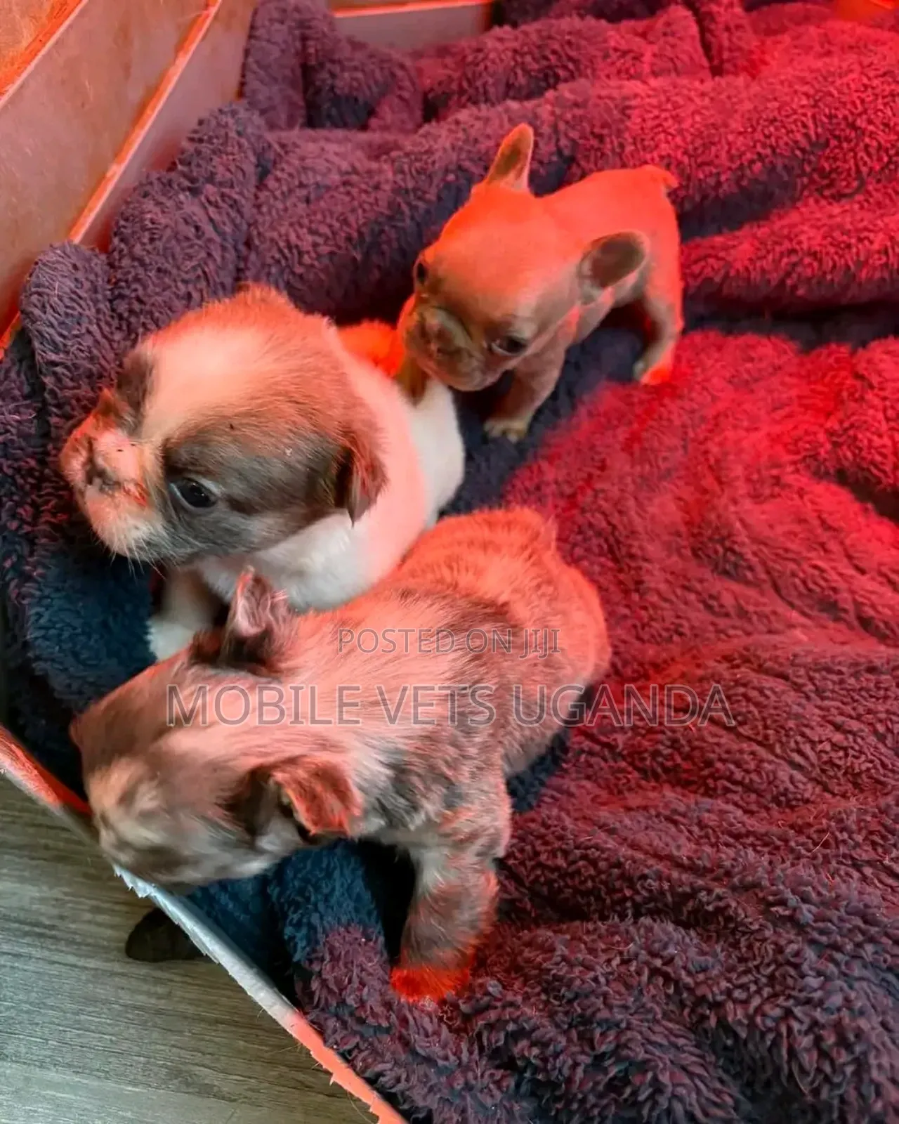 0-1 month Female Purebred Boston Terrier