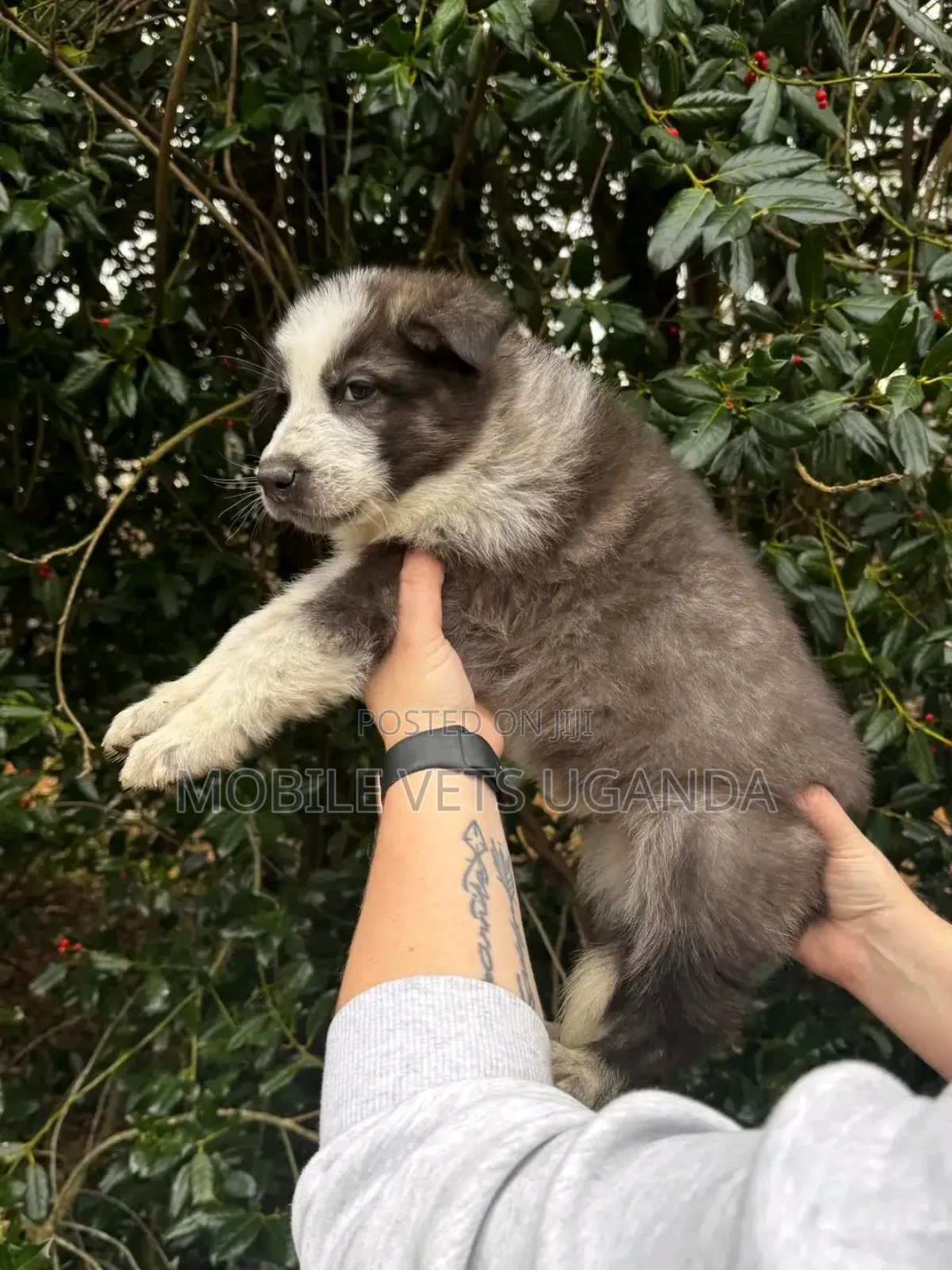 1-3 months Male Purebred German Shepherd