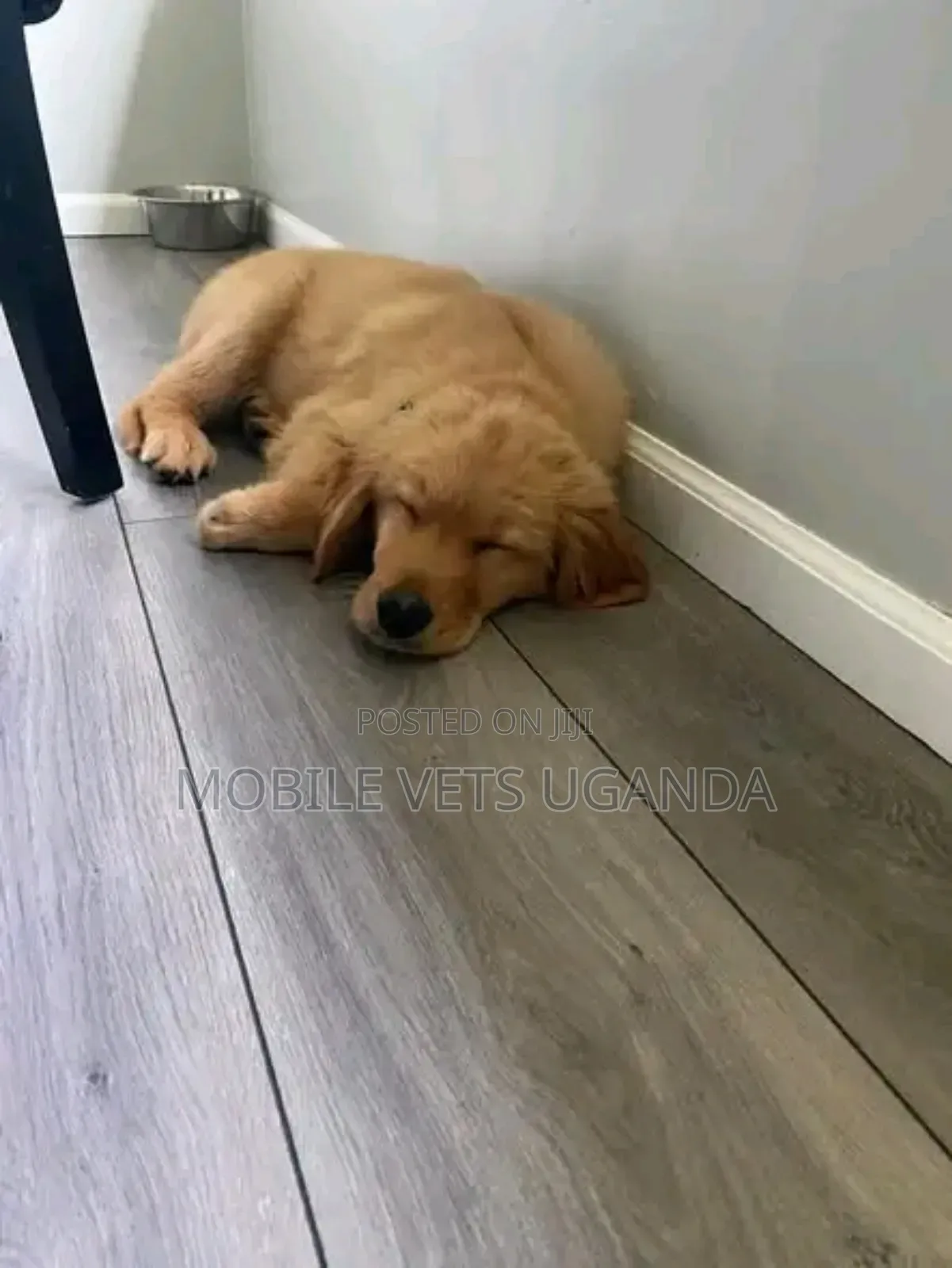3-6 months Male Purebred Golden Retriever
