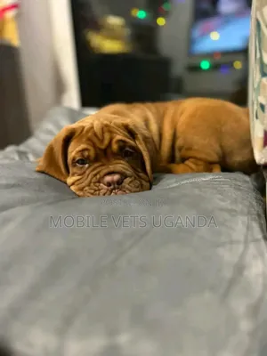 1-3 months Male Purebred Bullmastiff