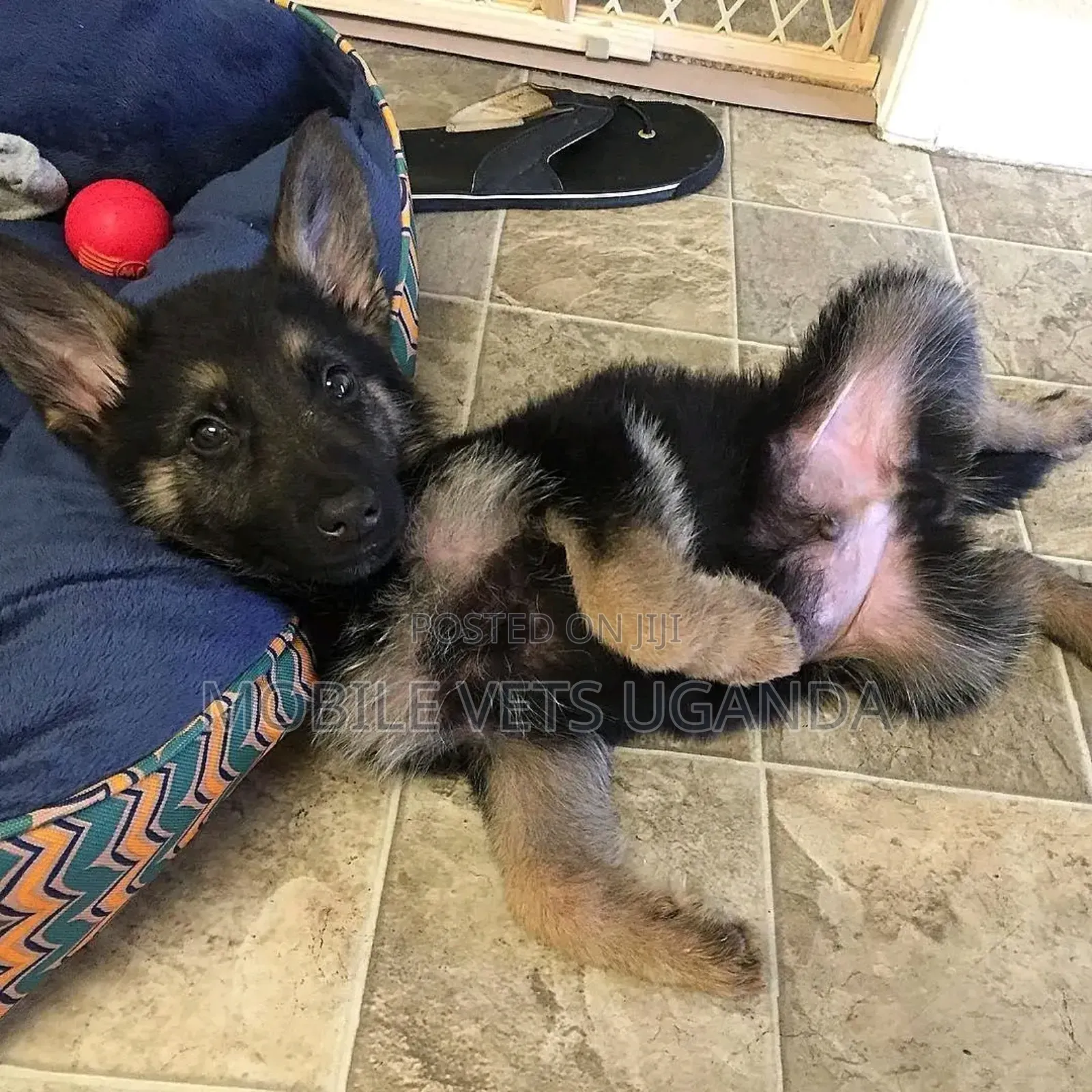 1-3 months Female Purebred German Shepherd