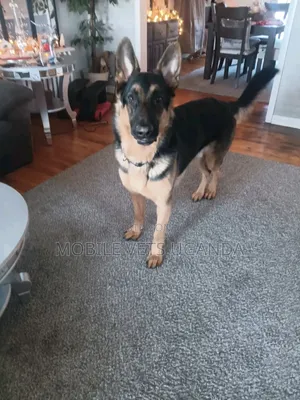 1+ year Male Purebred German Shepherd