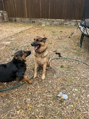 6-12 months Male Purebred German Shepherd