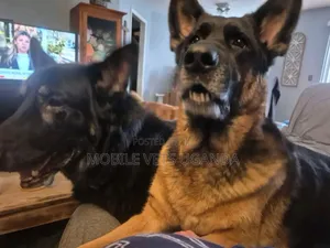 1+ year Male Purebred German Shepherd