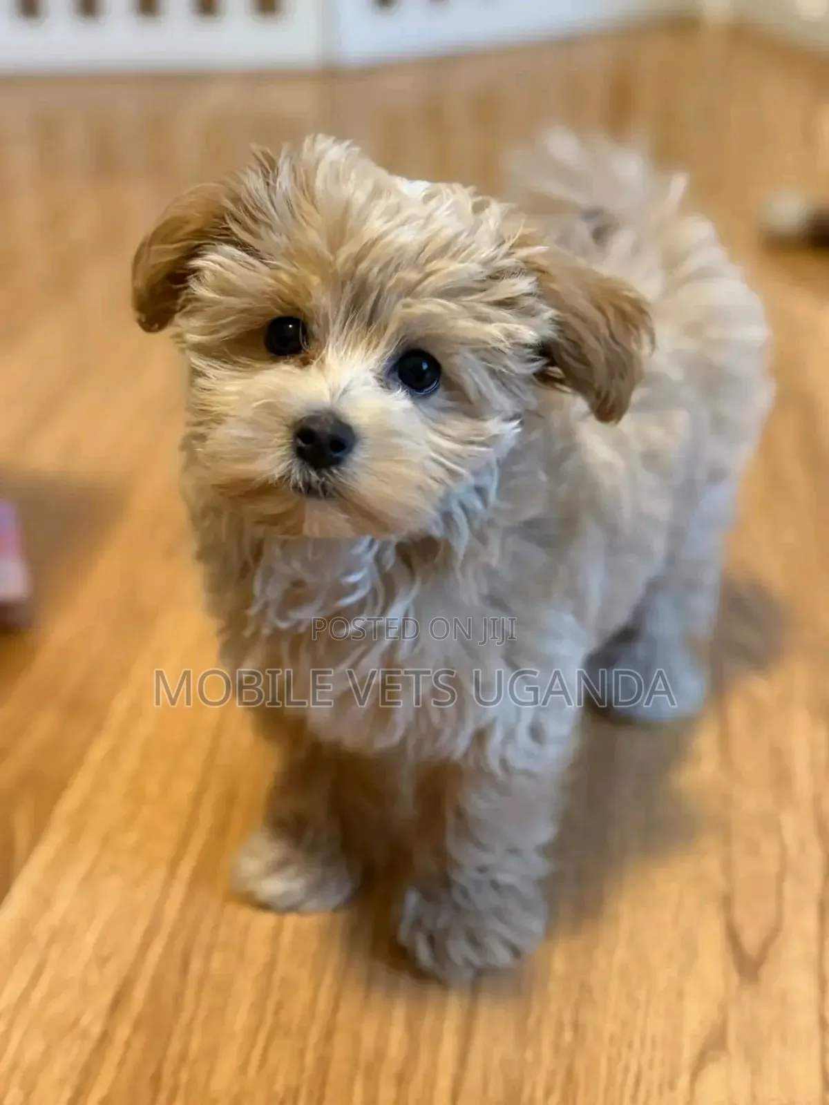 3-6 months Male Purebred Maltese