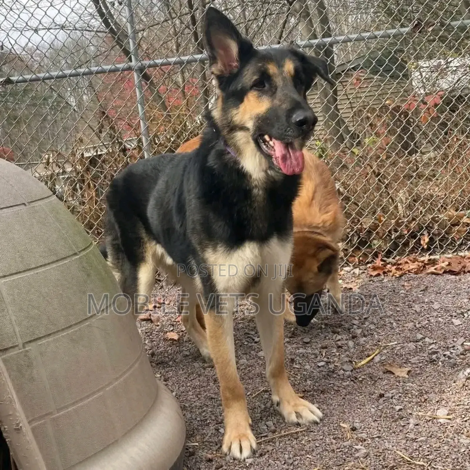 6-12 months Male Purebred German Shepherd