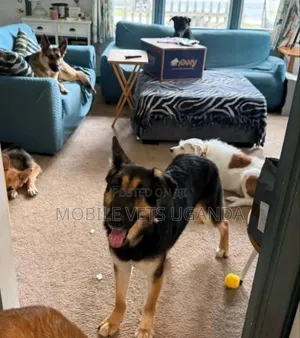 1+ year Female Purebred German Shepherd