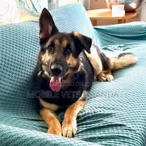 3-6 months Male Purebred German Shepherd