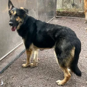 1-3 months Male Purebred German Shepherd