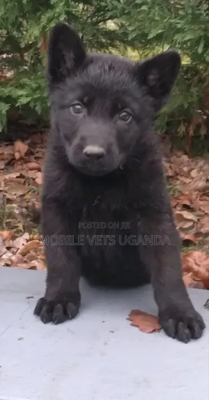 1-3 months Male Purebred German Shepherd