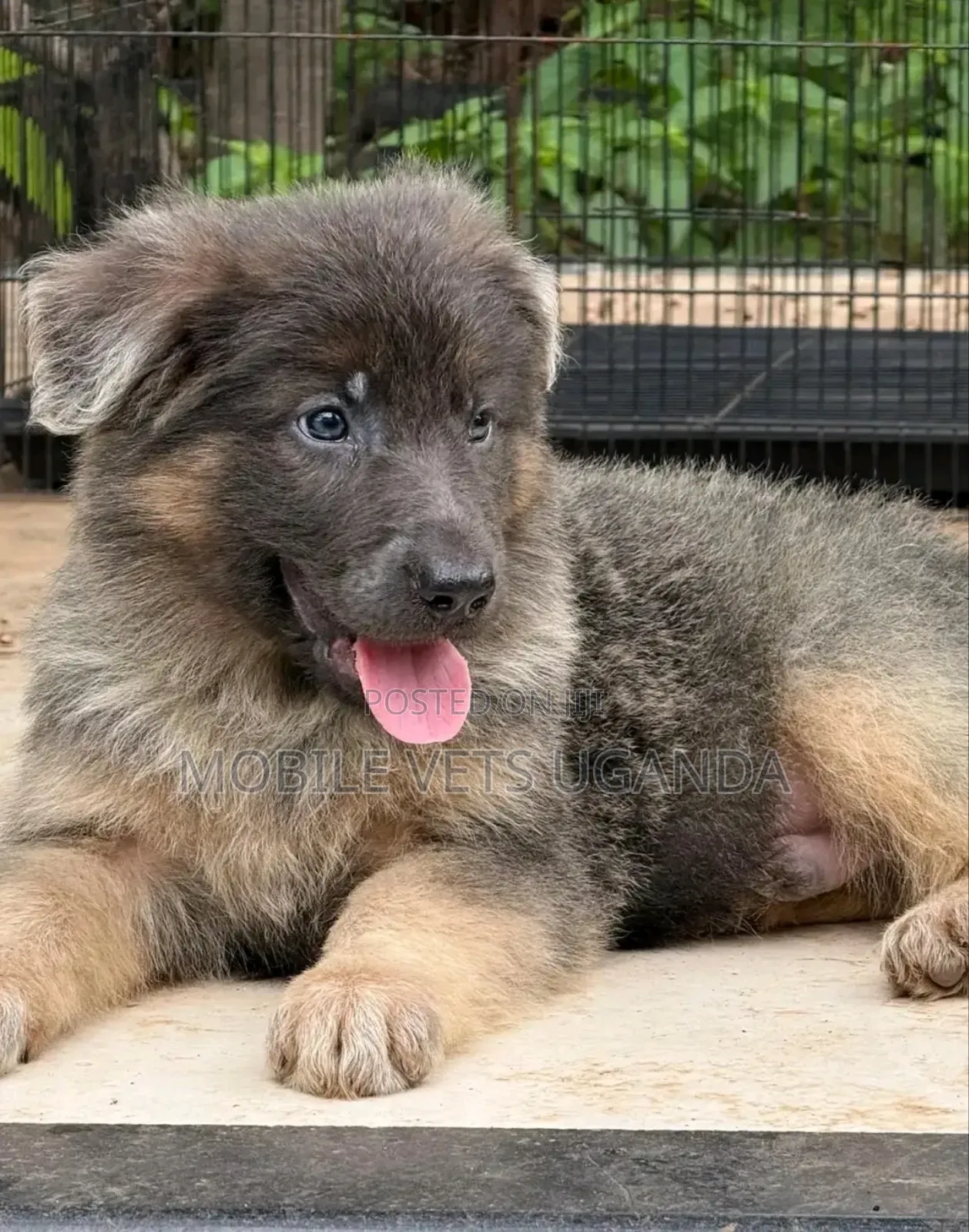 1-3 months Male Purebred German Shepherd