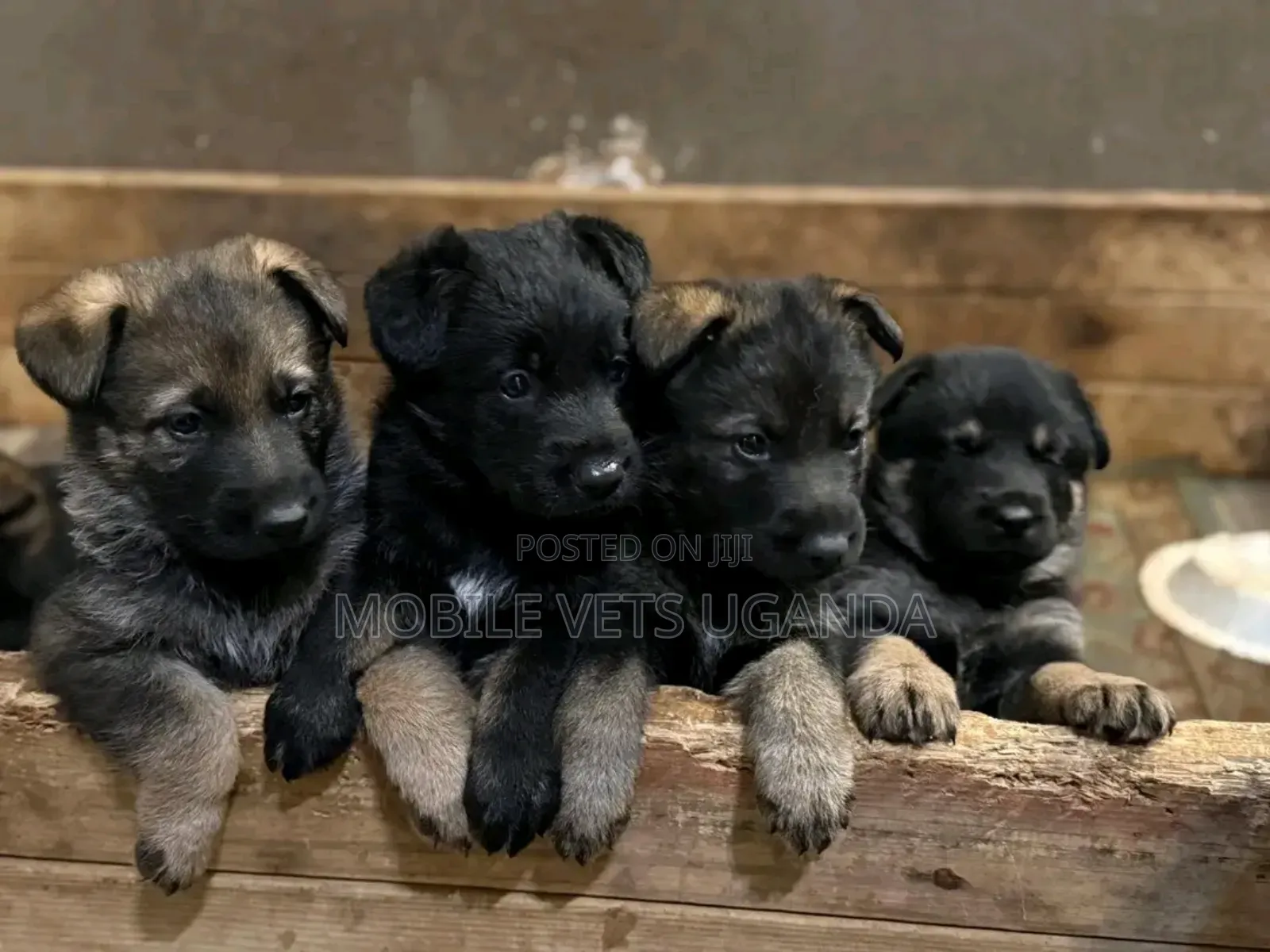 0-1 month Male Purebred German Shepherd