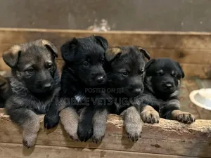 0-1 month Male Purebred German Shepherd