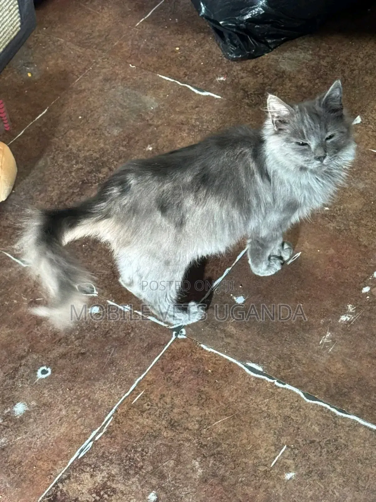 1+ year Male Purebred Ocicat