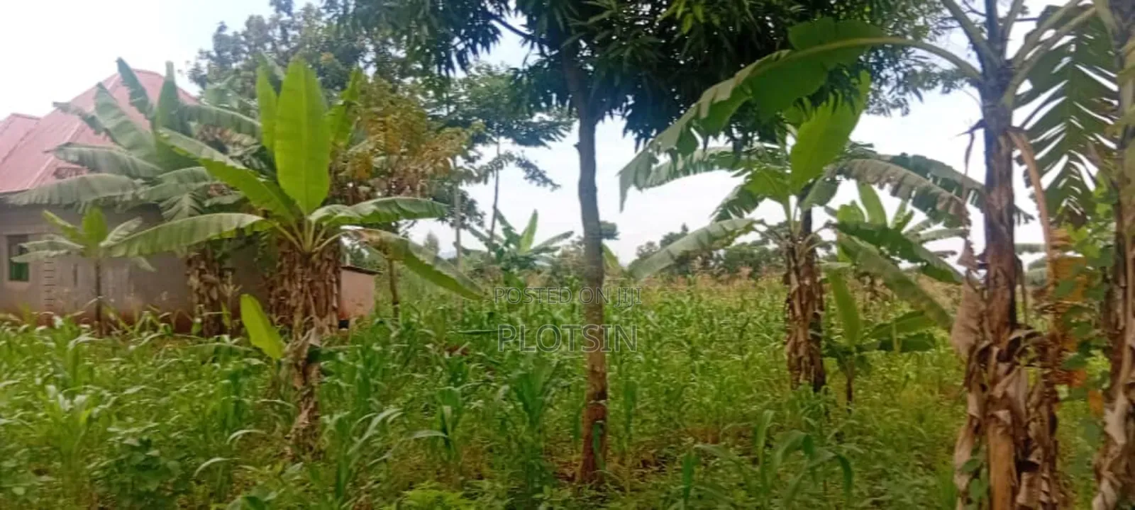 3 Acres Touches Lake Victoria – Buwagajo Nyenga, (Before Banana Beach)