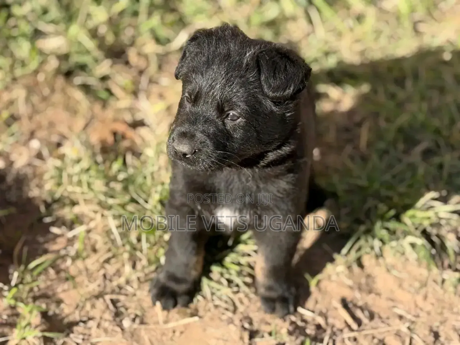 0-1 month Female Purebred German Shepherd