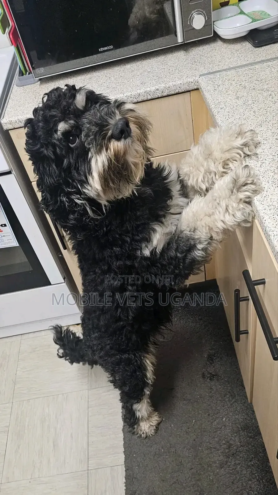 3-6 months Female Purebred Maltese