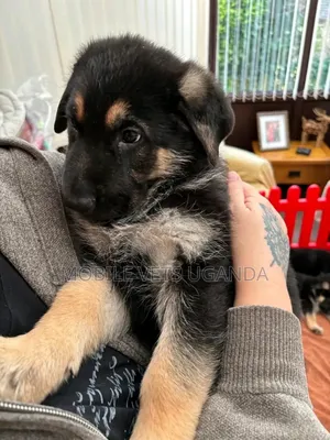 1-3 months Male Purebred German Shepherd