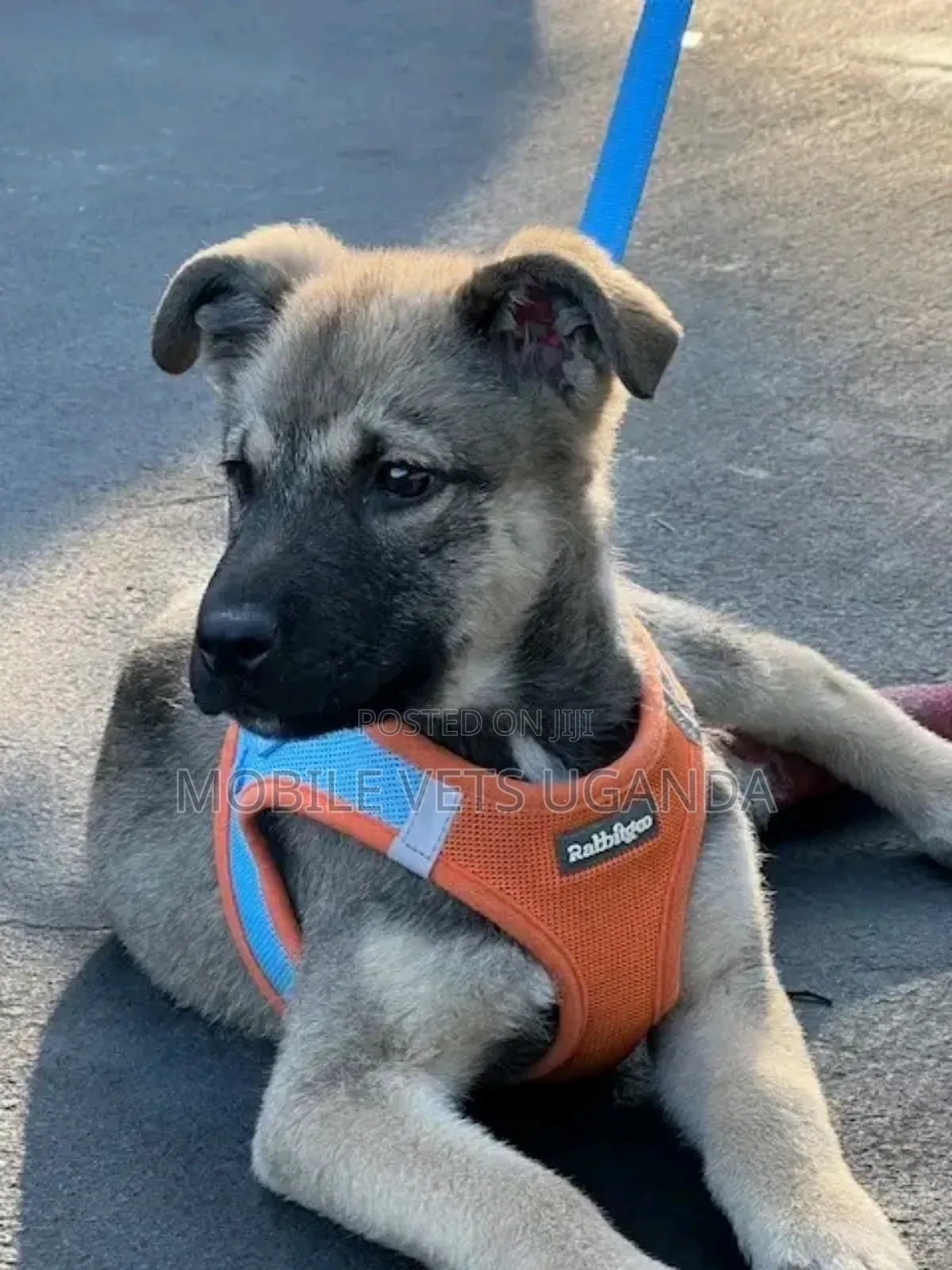 1-3 months Female Purebred German Shepherd