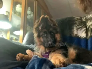 1-3 months Female Purebred German Shepherd
