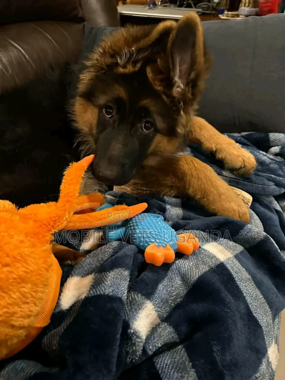 3-6 months Male Purebred German Shepherd