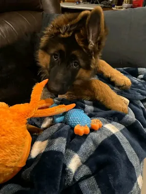 3-6 months Male Purebred German Shepherd