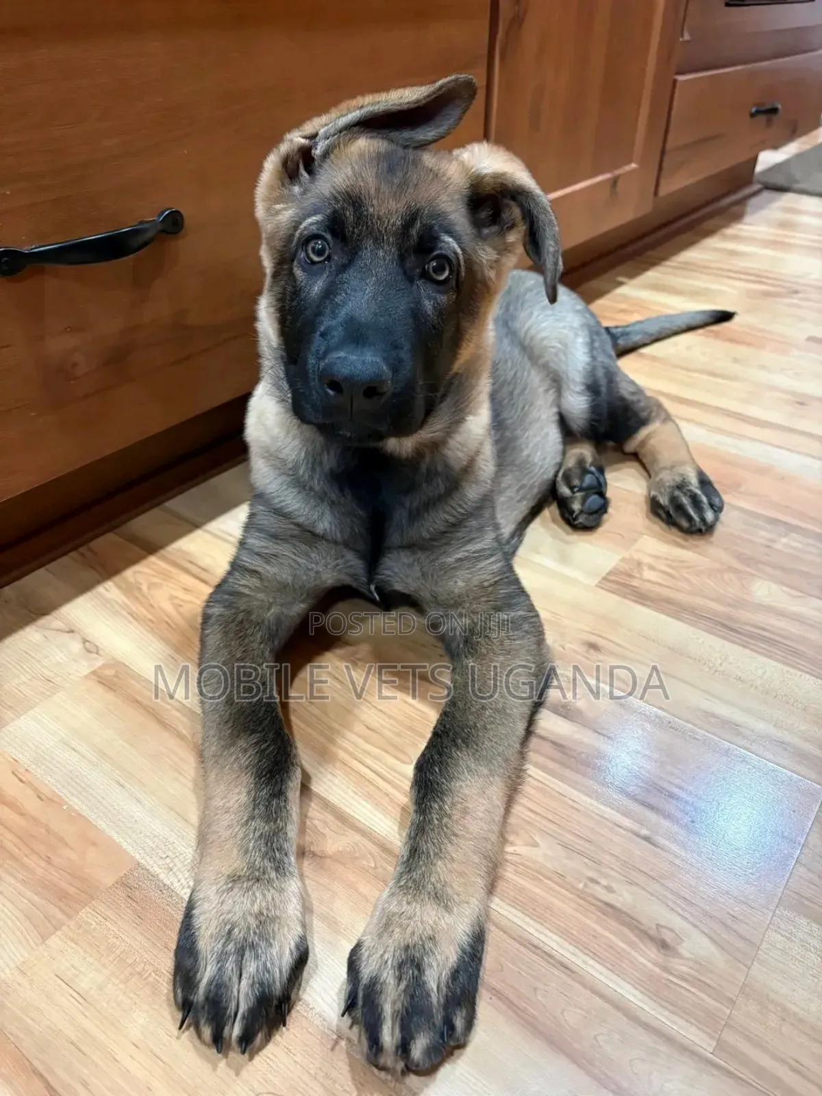 3-6 months Male Purebred German Shepherd