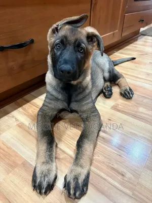 3-6 months Male Purebred German Shepherd