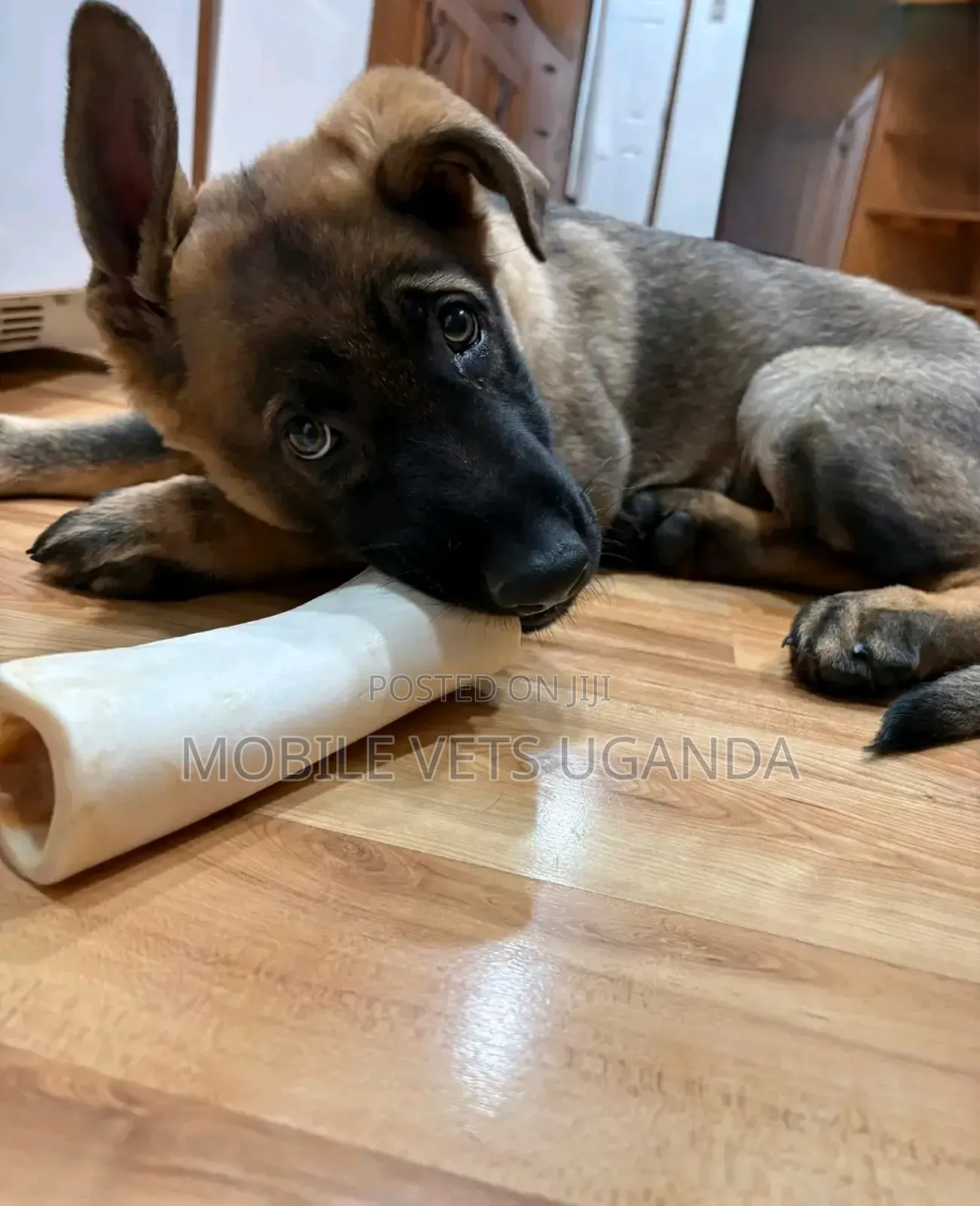 3-6 months Female Purebred German Shepherd