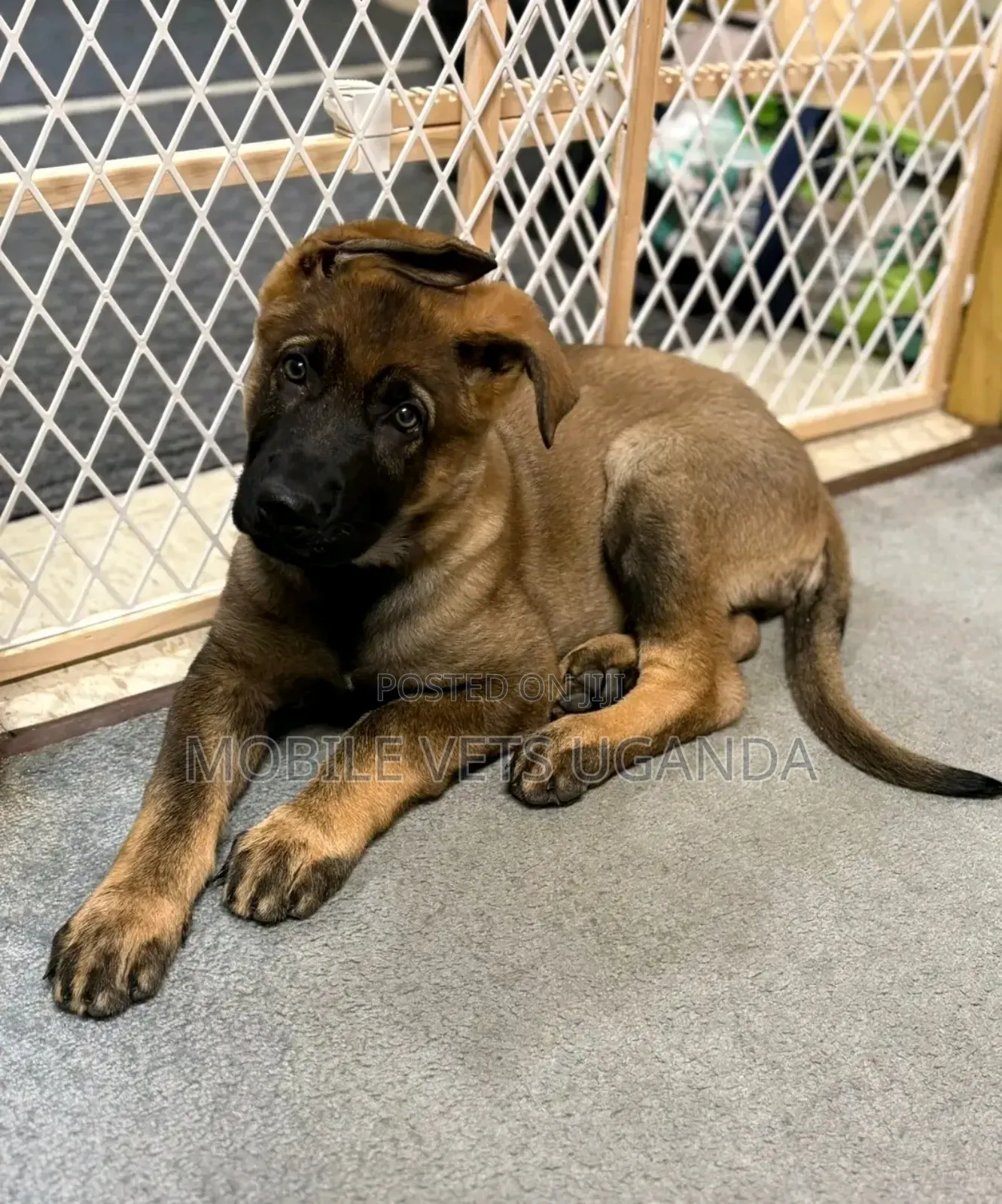 1-3 months Female Purebred German Shepherd