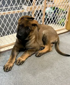 1-3 months Female Purebred German Shepherd