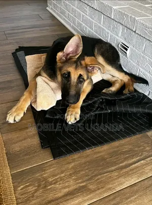 3-6 months Male Purebred German Shepherd