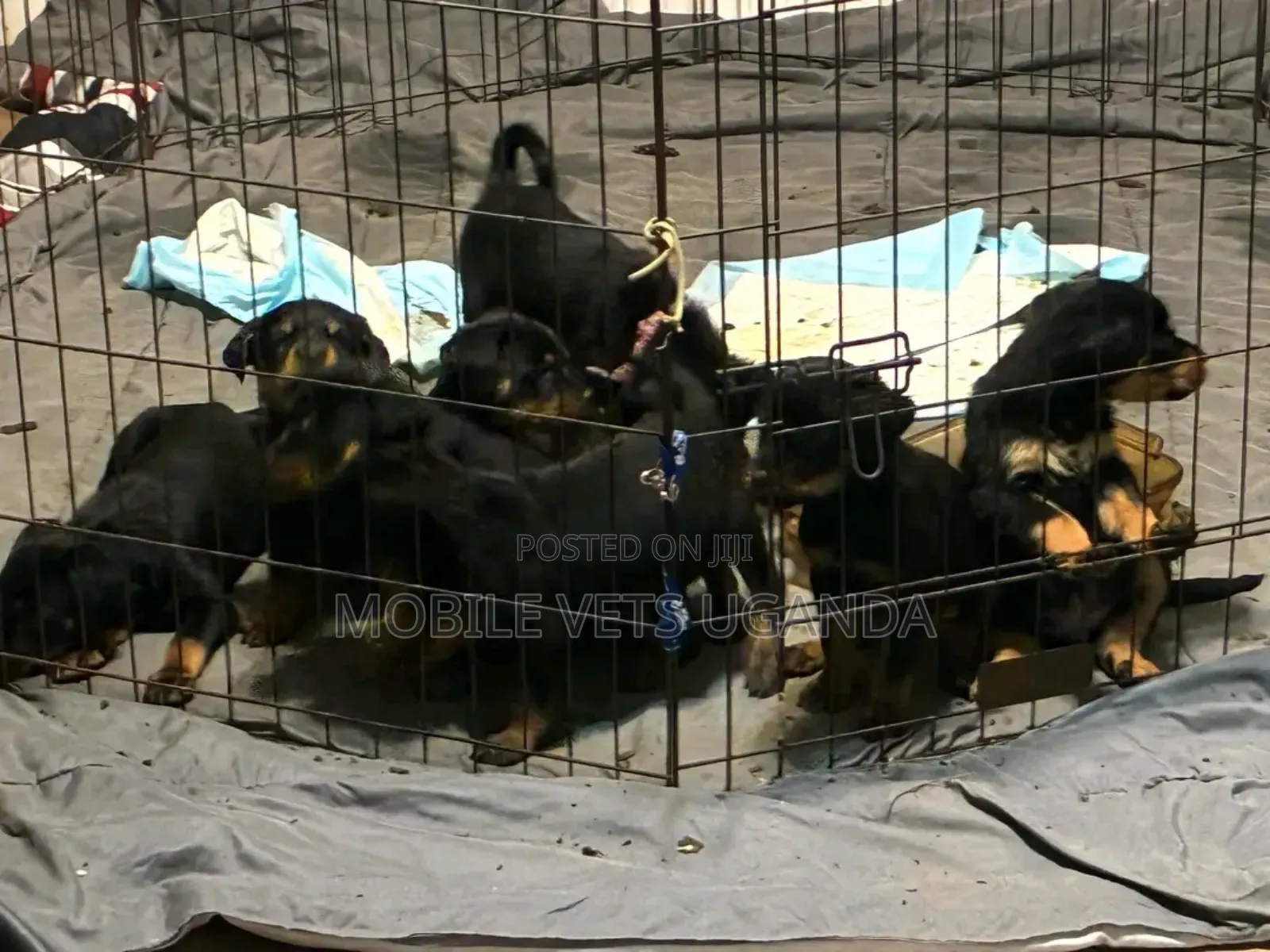 0-1 month Female Purebred Rottweiler
