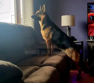 6-12 months Female Purebred German Shepherd