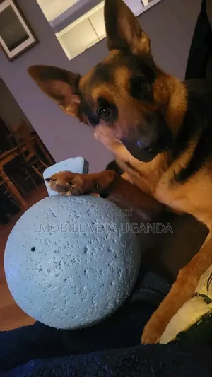 3-6 months Male Purebred German Shepherd