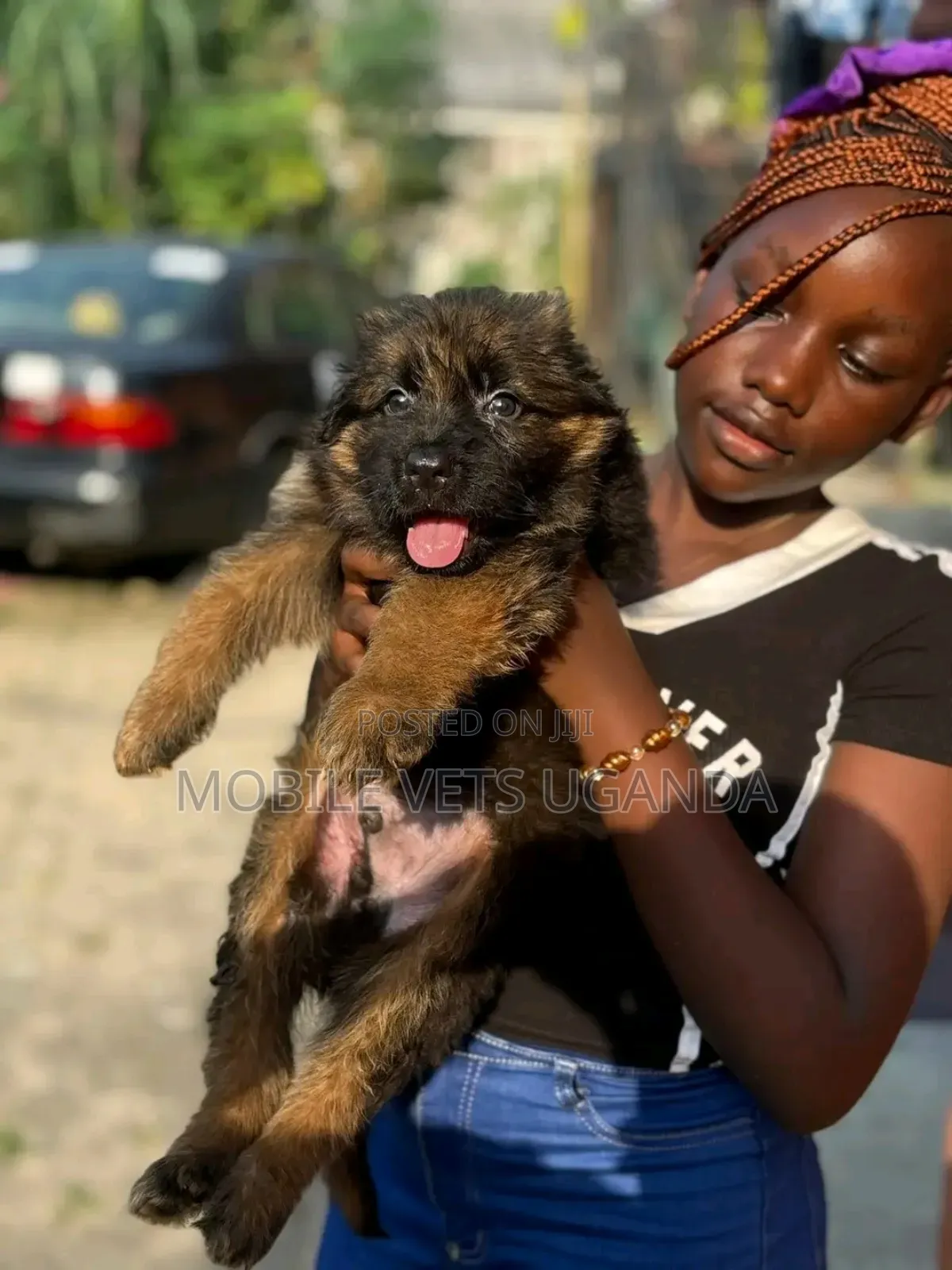 1-3 months Male Purebred German Shepherd