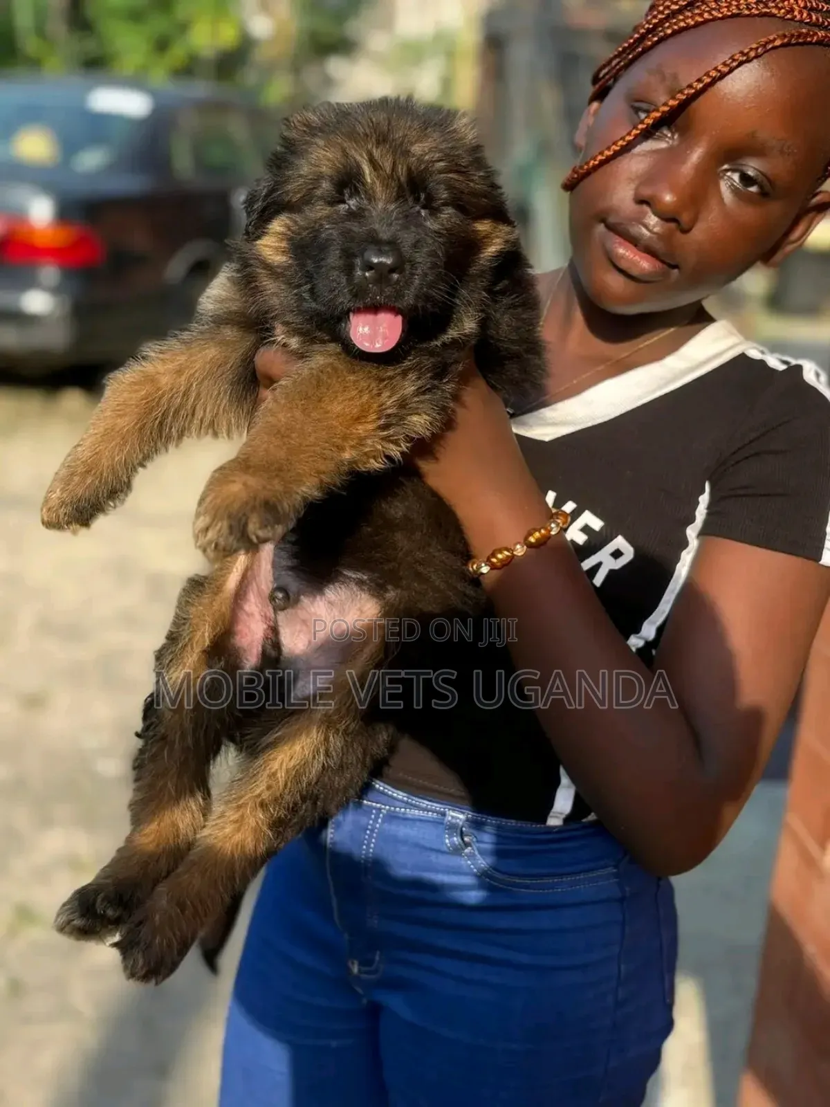 0-1 month Female Purebred German Shepherd