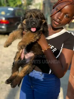 0-1 month Female Purebred German Shepherd