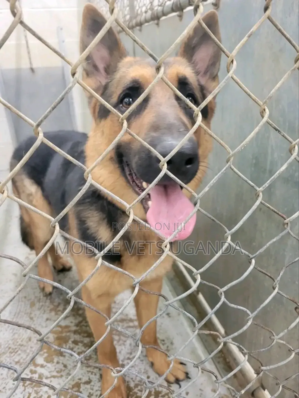 6-12 months Male Purebred German Shepherd