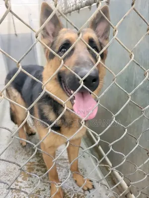 6-12 months Male Purebred German Shepherd