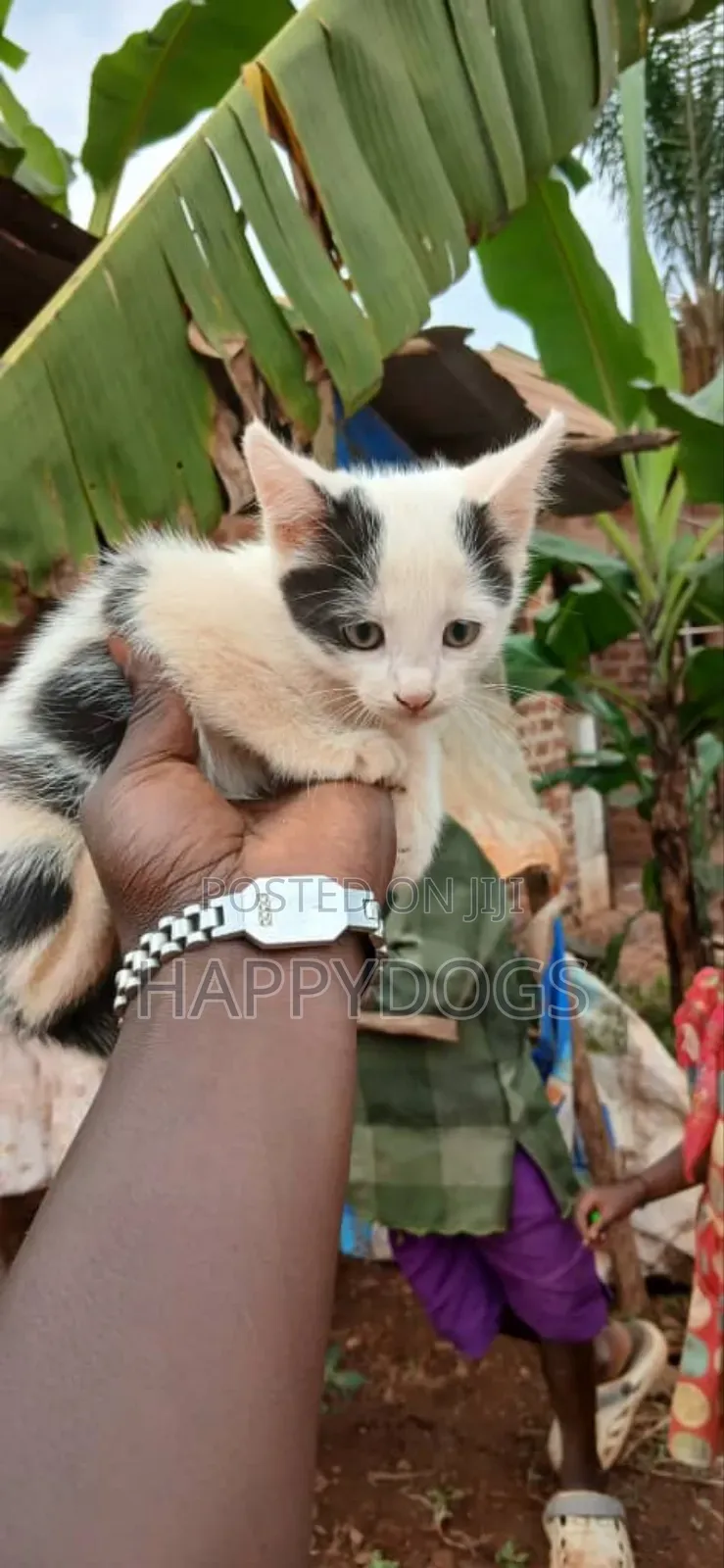 1-3 months Male Mixed Breed Exotic