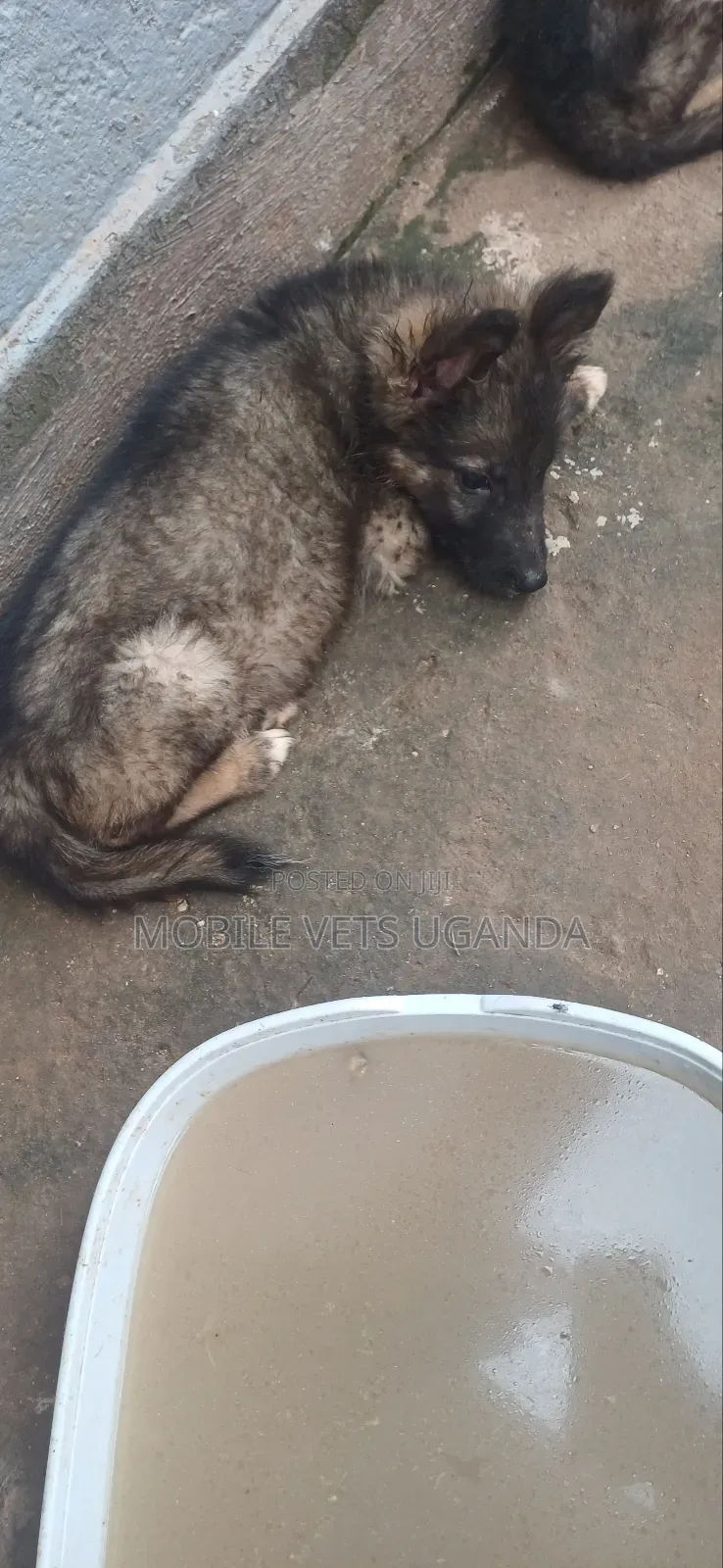 3-6 months Female Purebred German Shepherd