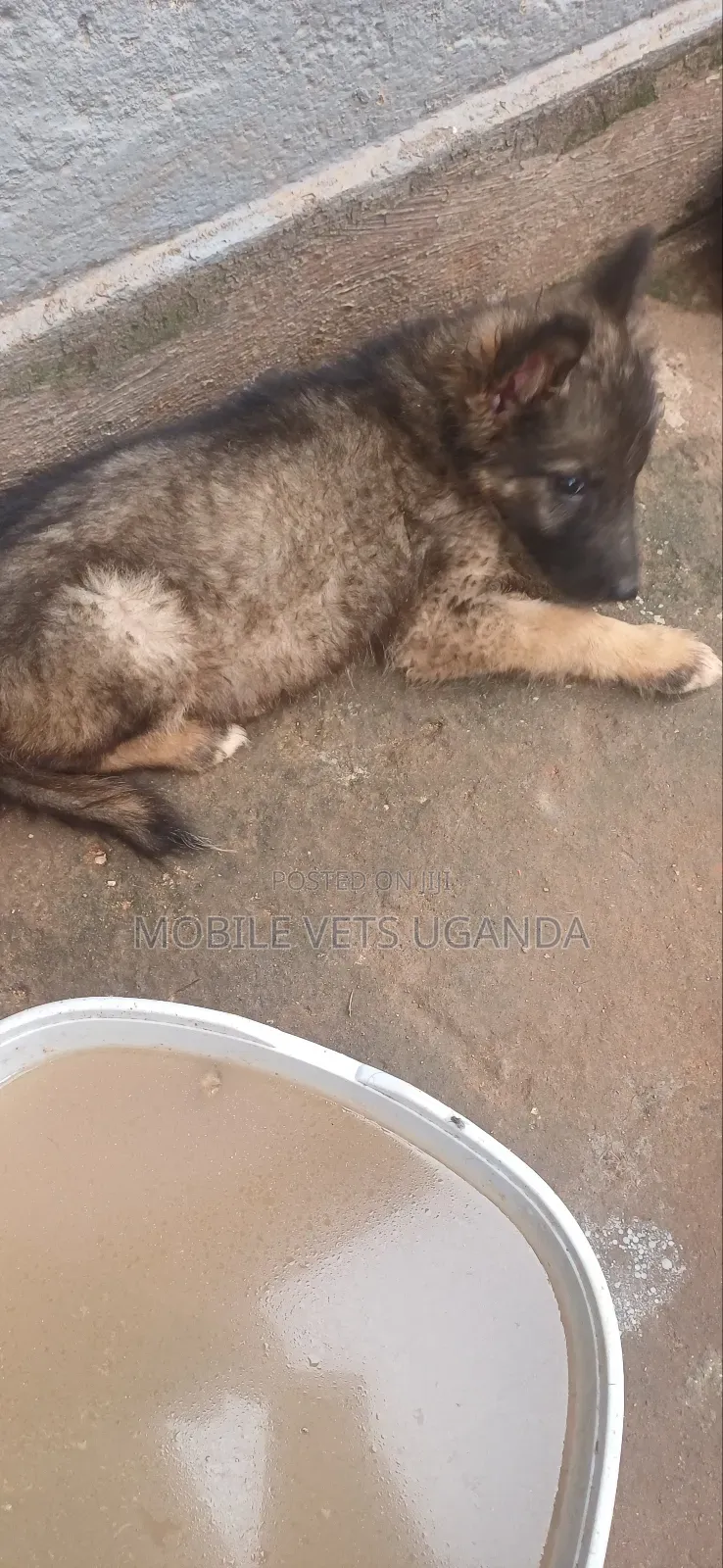 1-3 months Male Purebred German Shepherd
