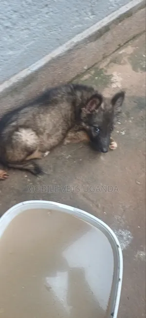 1-3 months Male Purebred German Shepherd