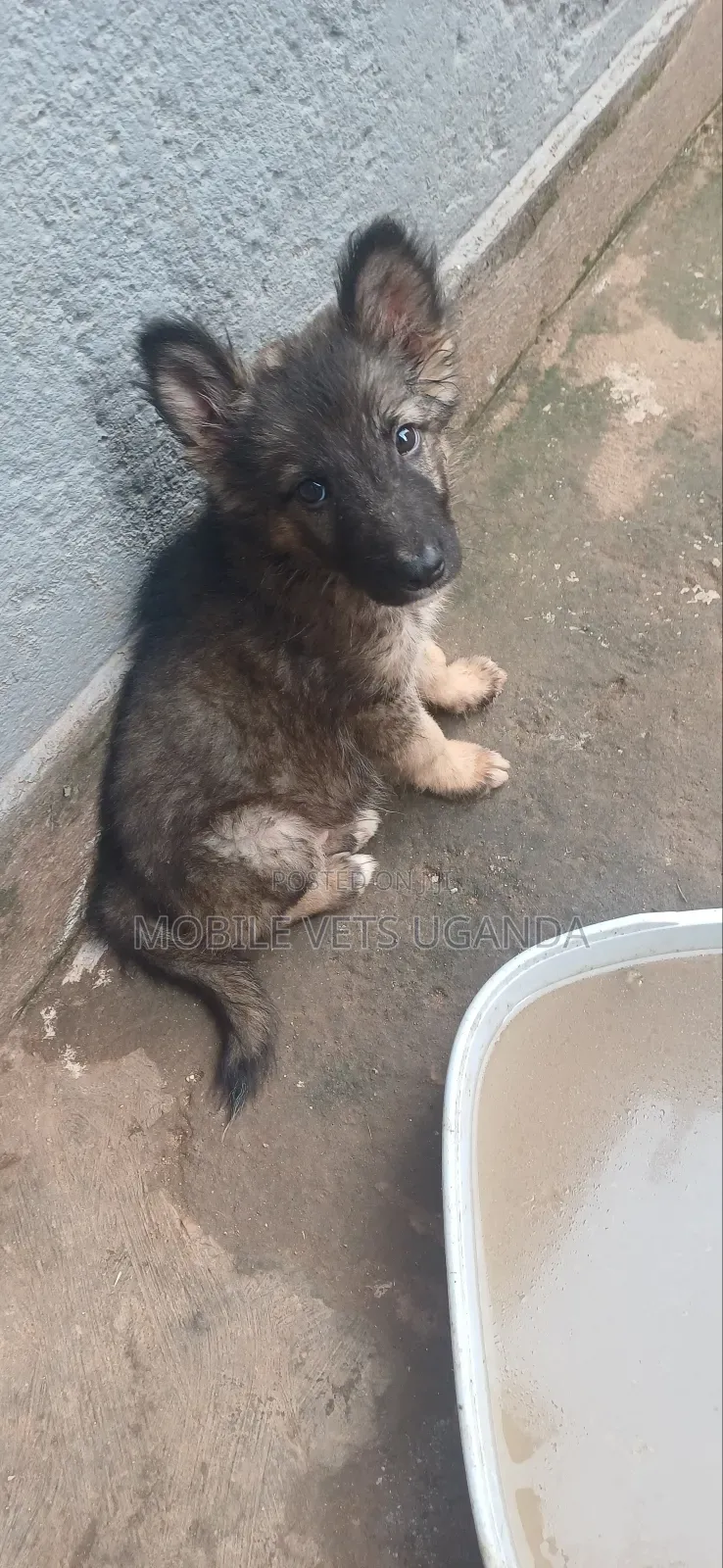 3-6 months Male Purebred German Shepherd