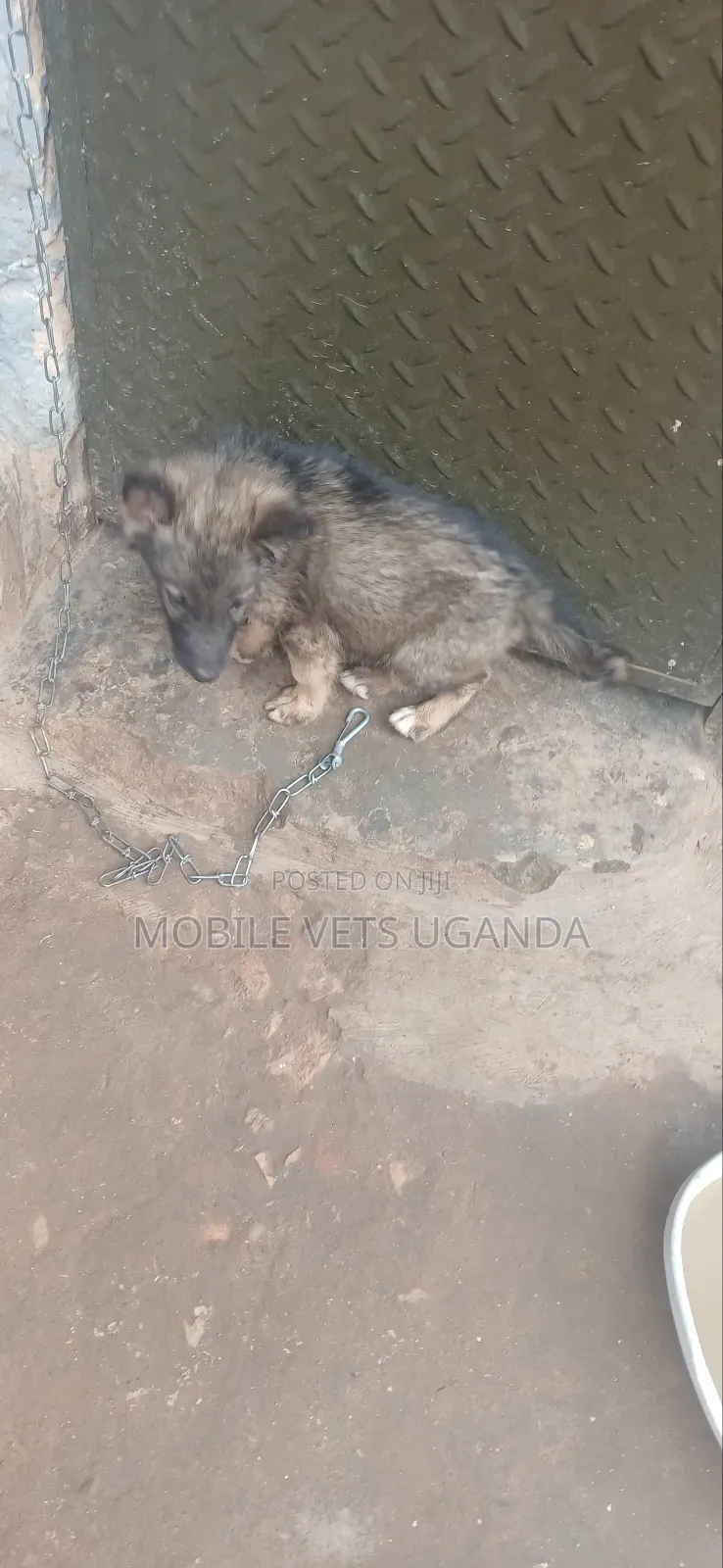 0-1 month Female Purebred German Shepherd