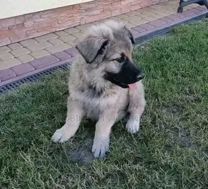 0-1 month Male Purebred German Shepherd