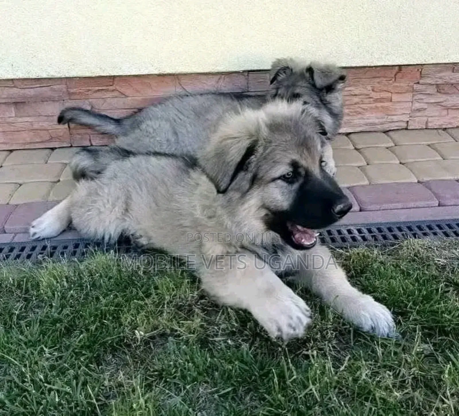 1-3 months Male Purebred German Shepherd